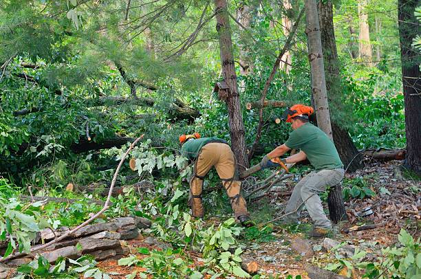 Best Tree Risk Assessment  in USA